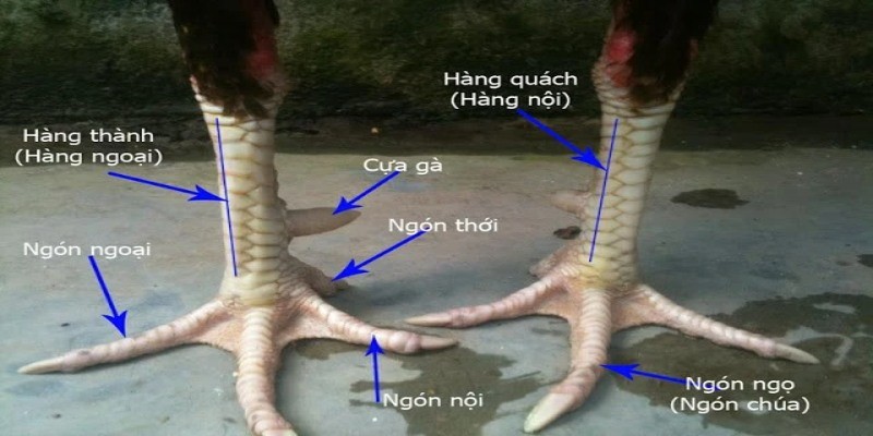 Đặc điểm nổi bật của gà có vảy dặm ngón chúa
