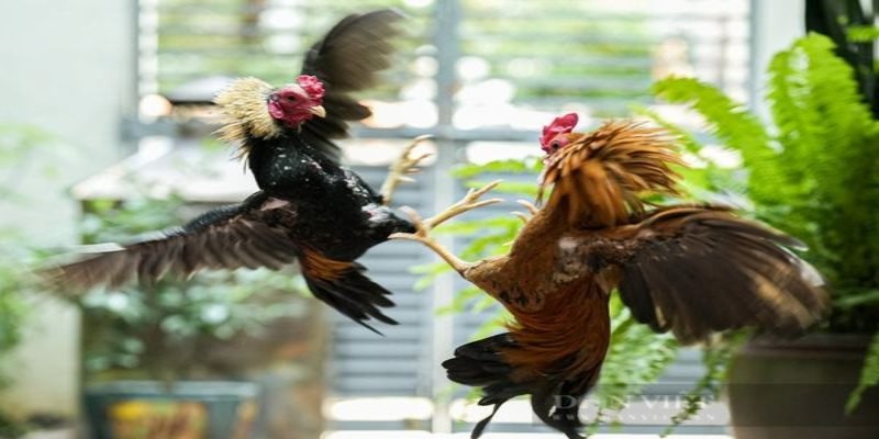 Chọn mua gà tại trường gà uy tín
