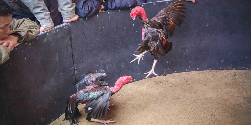 Vảy xuyên đao là gì?